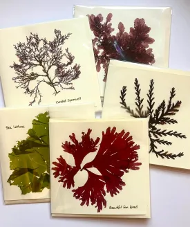 3 Pressed Seaweed Cards