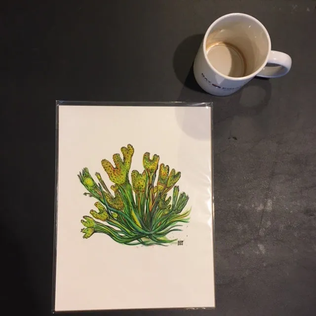 Bladderwrack Art Print (2 sizes)