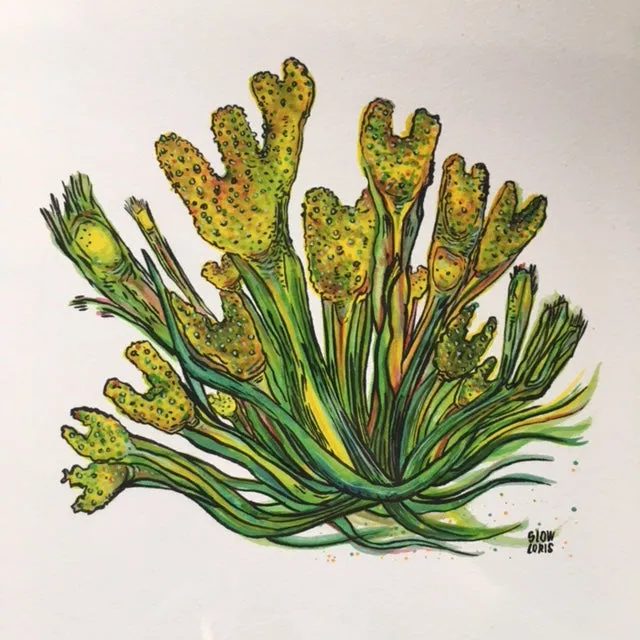 Bladderwrack Art Print (2 sizes)